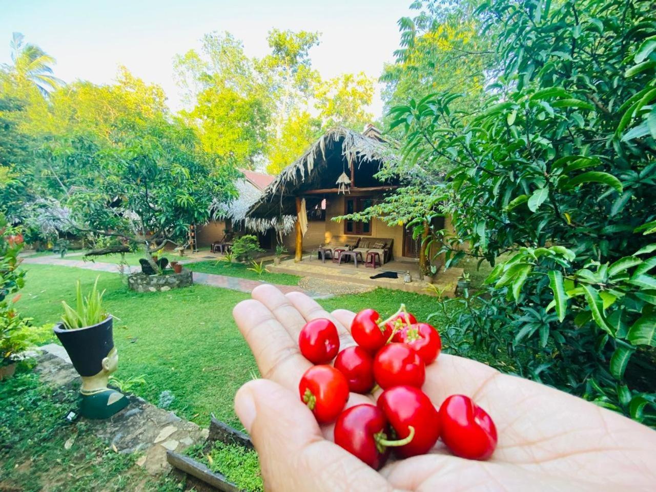 Hasthi Safari Cottage Udawalawe Ngoại thất bức ảnh