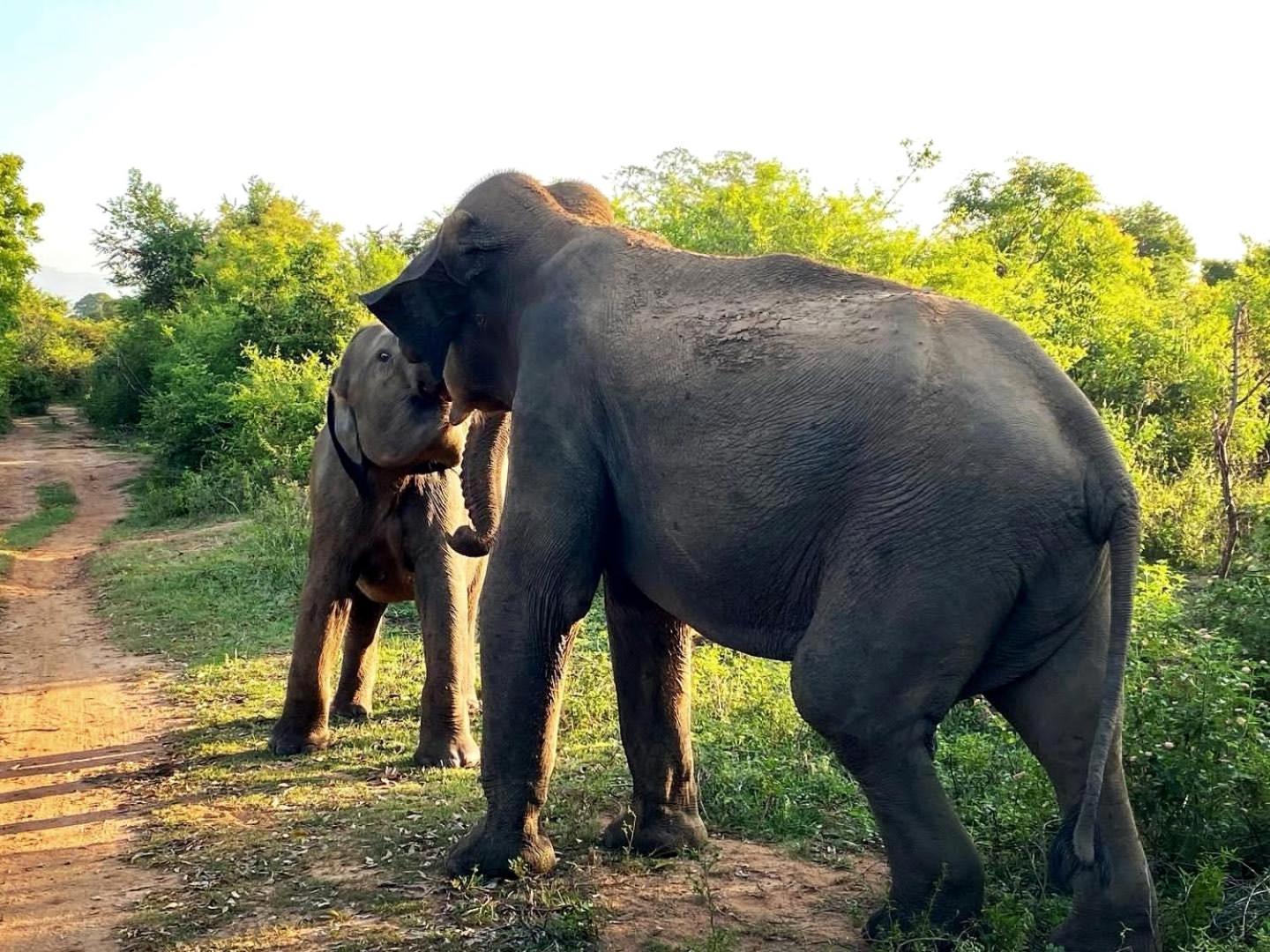 Hasthi Safari Cottage Udawalawe Ngoại thất bức ảnh